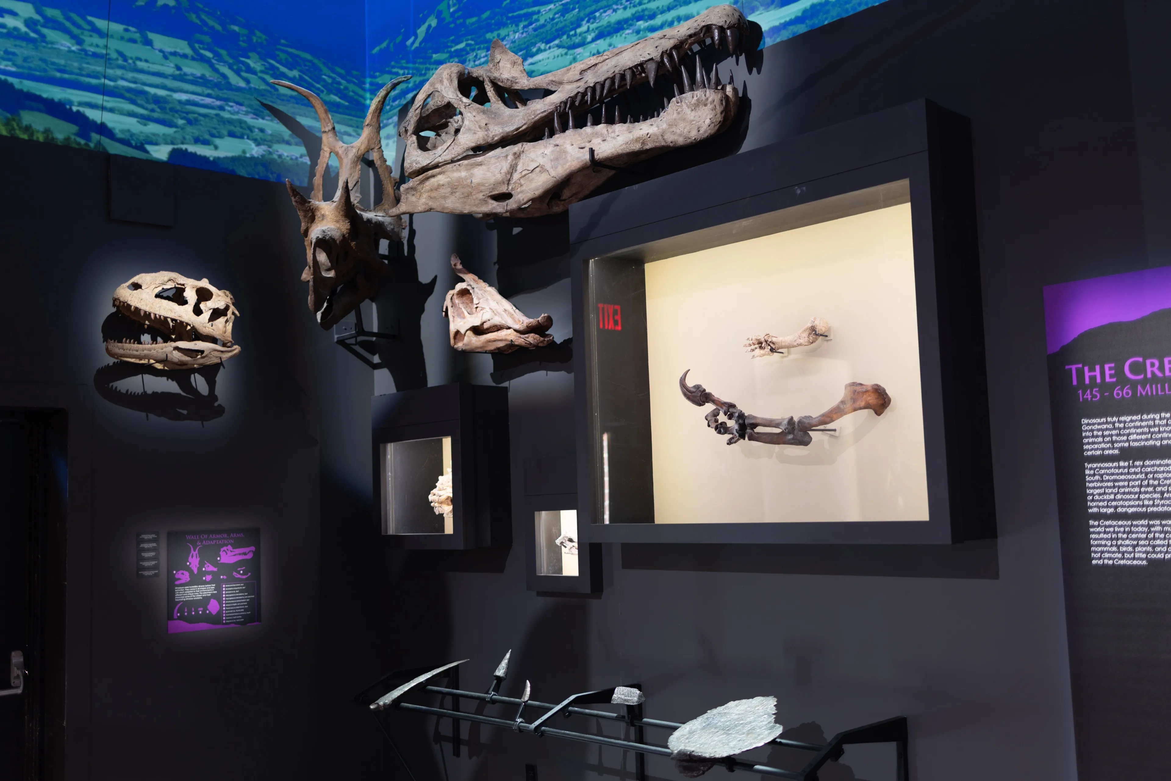 Fossil skulls and specimen cases along the hall wall, the projected sky above them